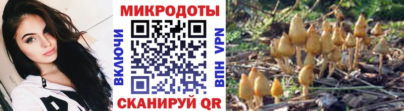 Псилоцибиновые грибы Cubensis дарнет шоп Александровск